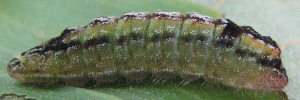 Theclinesthes miskini eucalypti - Final Larvae